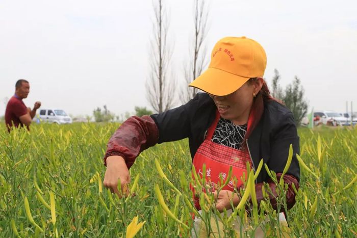 红寺堡黄花菜种植基地1.jpg