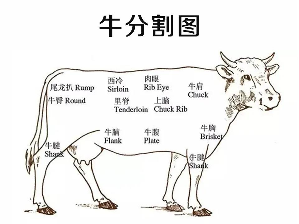 关于宁夏一头牛的百科全书