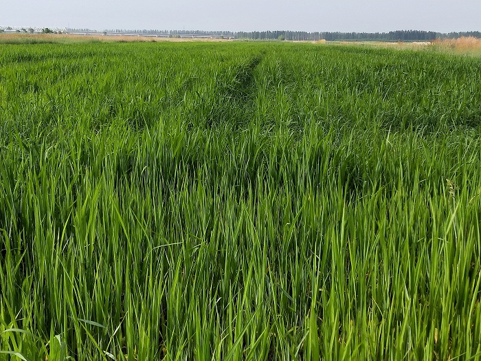 我区灵武市盐碱地饲草种植试验进展顺利